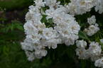 Gräfin Ada Bredow rose photo