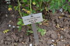 Gräfin Ada Bredow rose photo
