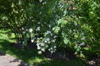<i>Rosa fedtschenkoana</i> Regel rose photo
