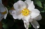 <i>Rosa fedtschenkoana</i> Regel rose photo