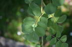 <i>Rosa fedtschenkoana</i> Regel rose photo