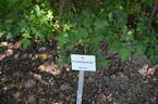 <i>Rosa fedtschenkoana</i> Regel rose photo