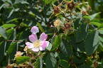 <i>Rosa hemsleyana</i> Tackholm synonym rose photo