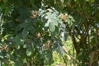 <i>Rosa hemsleyana</i> Tackholm synonym rose photo
