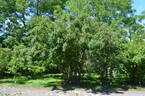 <i>Rosa hemsleyana</i> Tackholm synonym rose photo