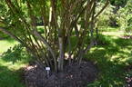 <i>Rosa hemsleyana</i> Tackholm synonym rose photo