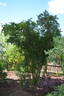 <i>Rosa californica</i> f. <i>plena</i> Rehder rose photo