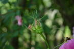 <i>Rosa californica</i> f. <i>plena</i> Rehder rose photo