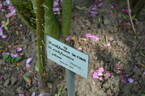 <i>Rosa californica</i> f. <i>plena</i> Rehder rose photo