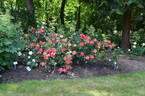 A1 X Piccadilly rose photo
