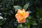 A1 X Piccadilly rose photo