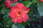 A1 X Piccadilly rose photo