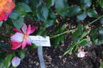 A1 X Piccadilly rose photo