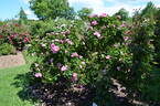 Bizarre de Lens rose photo