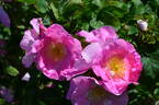 Bizarre de Lens rose photo