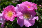 Bizarre de Lens rose photo