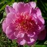 Fancy Nancy peony photo