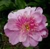 Fancy Nancy peony photo
