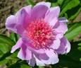 Fancy Nancy peony photo
