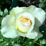 Sleigh Bells rose photo