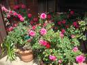 Sir John Betjeman rose photo