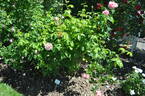 Oratam rose photo