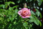 Oratam rose photo