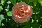Oratam rose photo