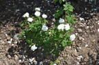 Comtesse de Lacépède rose photo