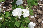 Comtesse de Lacépède rose photo