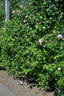 Tolstoi rose photo