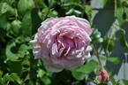 Tolstoi rose photo