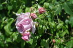 Tolstoi rose photo