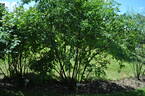 <i>Rosa canina</i> var. <i>squarrosidens</i> Borb. rose photo
