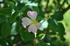 <i>Rosa canina</i> var. <i>squarrosidens</i> Borb. rose photo