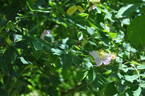 <i>Rosa canina</i> var. <i>squarrosidens</i> Borb. rose photo
