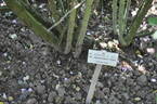 <i>Rosa canina</i> var. <i>squarrosidens</i> Borb. rose photo