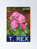 Marc Bolan rose photo