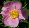 Holbein peony photo