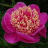 Mandarin's Coat peony photo