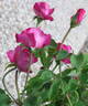 Professeur Ganiviat rose photo
