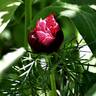 Tenuifolia Rubra Flore Plena peony photo