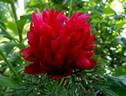 Tenuifolia Rubra Flore Plena peony photo