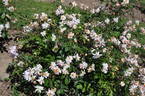 Clytemnestra rose photo