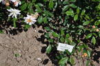 Clytemnestra rose photo