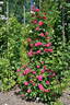 Frau Astrid Späth, Cl. rose photo