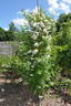 Avenir rose photo