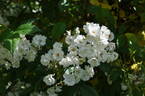 Avenir rose photo