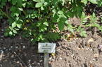 Avenir rose photo
