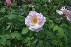 Dr. Eckener rose photo